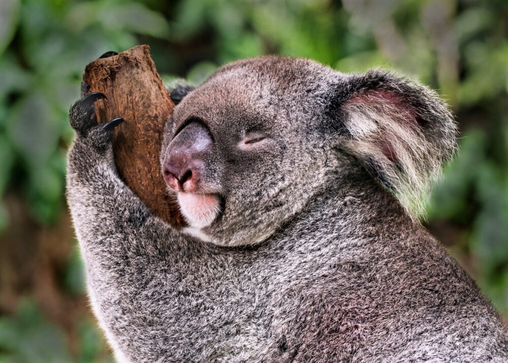 コアラが寝ている