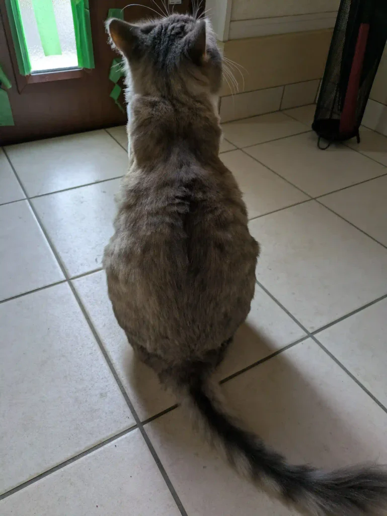 猫が玄関で待っている