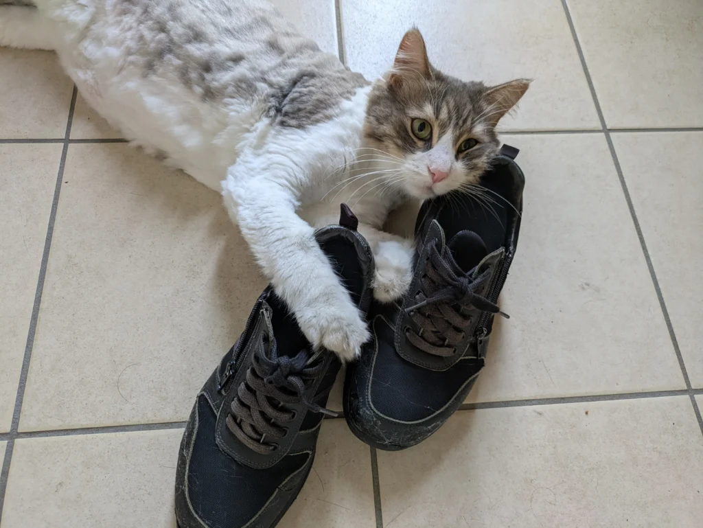 猫が玄関に寝る