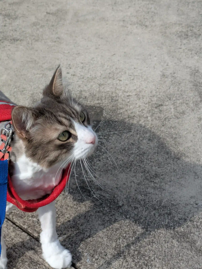 猫が止まっている画像