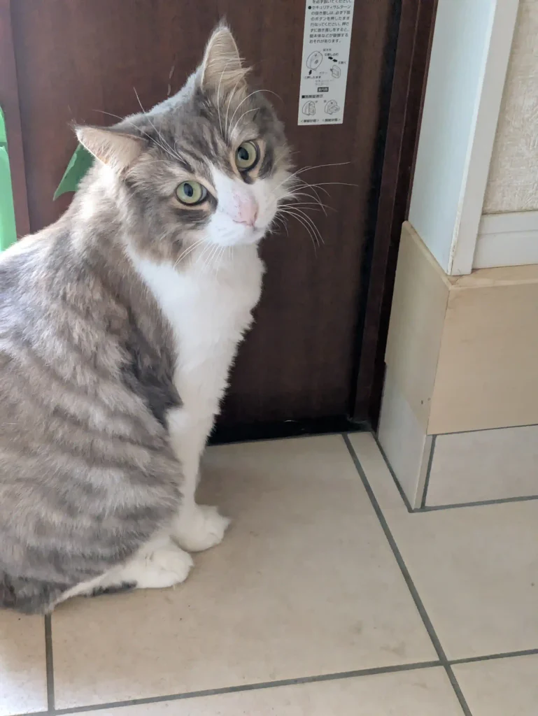 猫が玄関で止まる