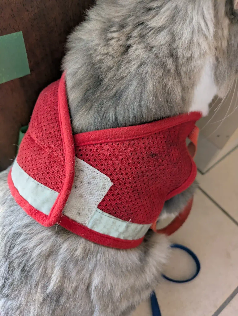 ハーネスを付けた猫