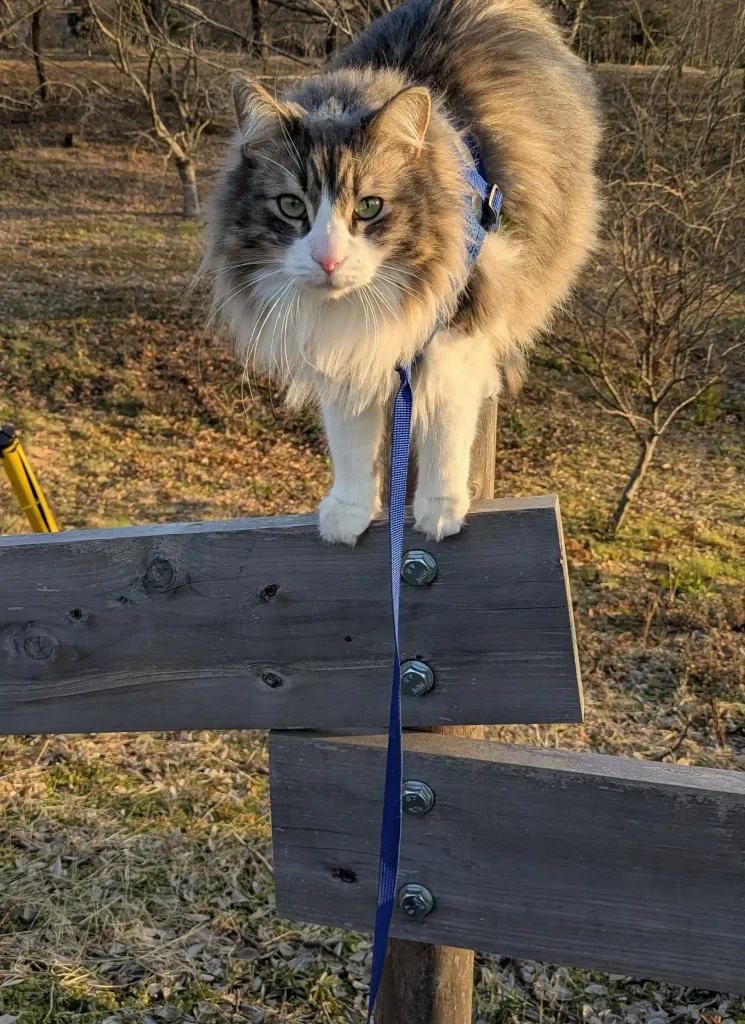 猫が板の上
