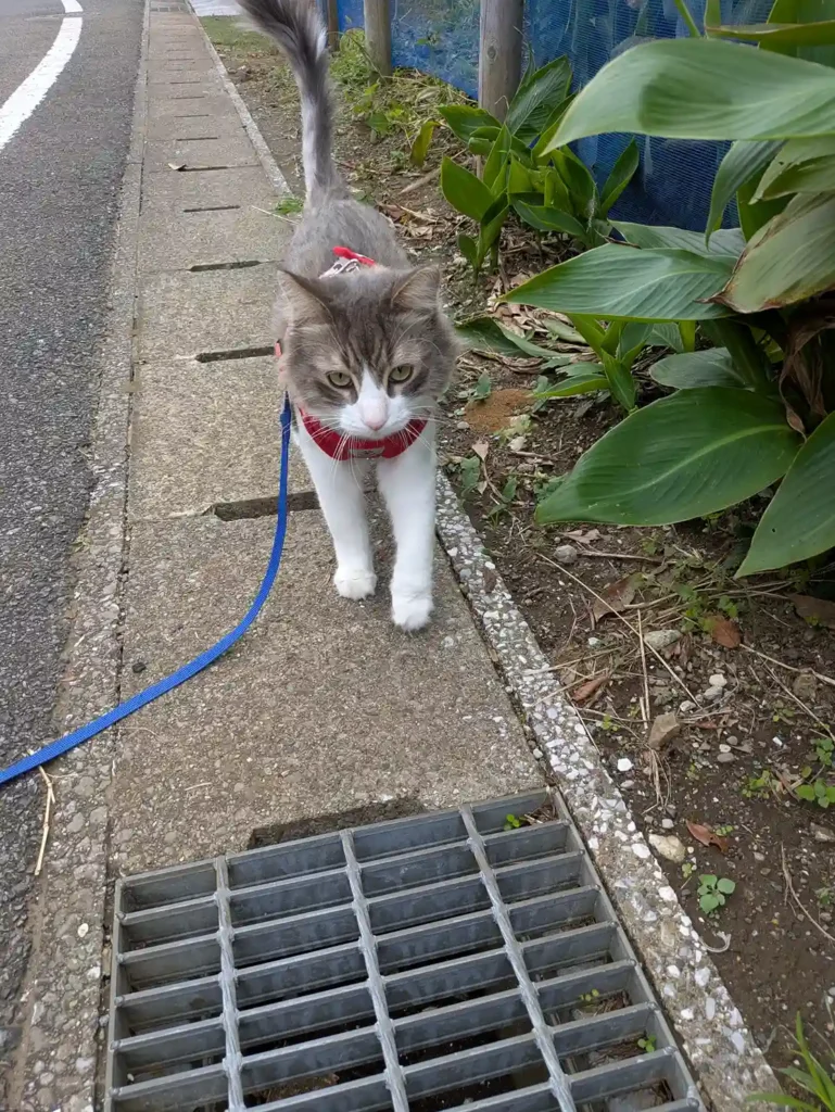 猫が散歩をする