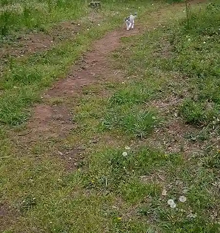 公園で練習する猫
